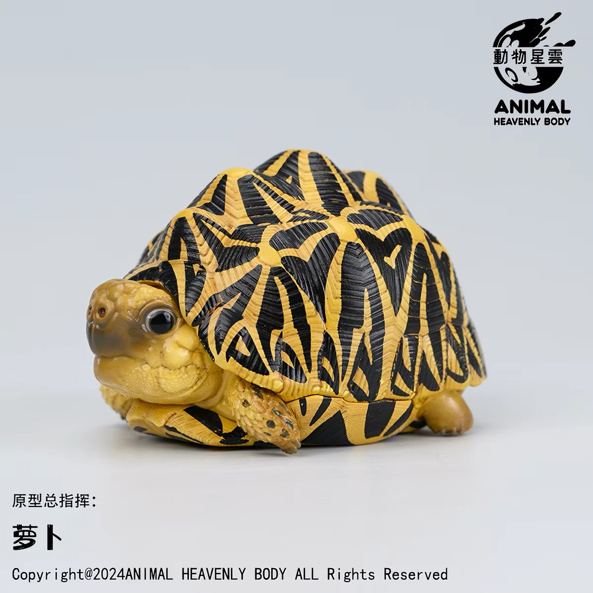 Indian Star Tortoise | Geochelone Elegans