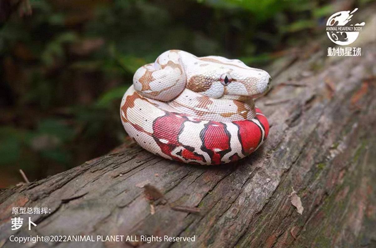 Boa Constrictor | Boa Constrictor Constrictor