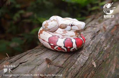Boa Constrictor | Boa Constrictor Constrictor