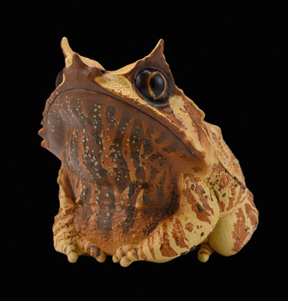 Long-nosed Horned Frog | Megophrys Nasuta