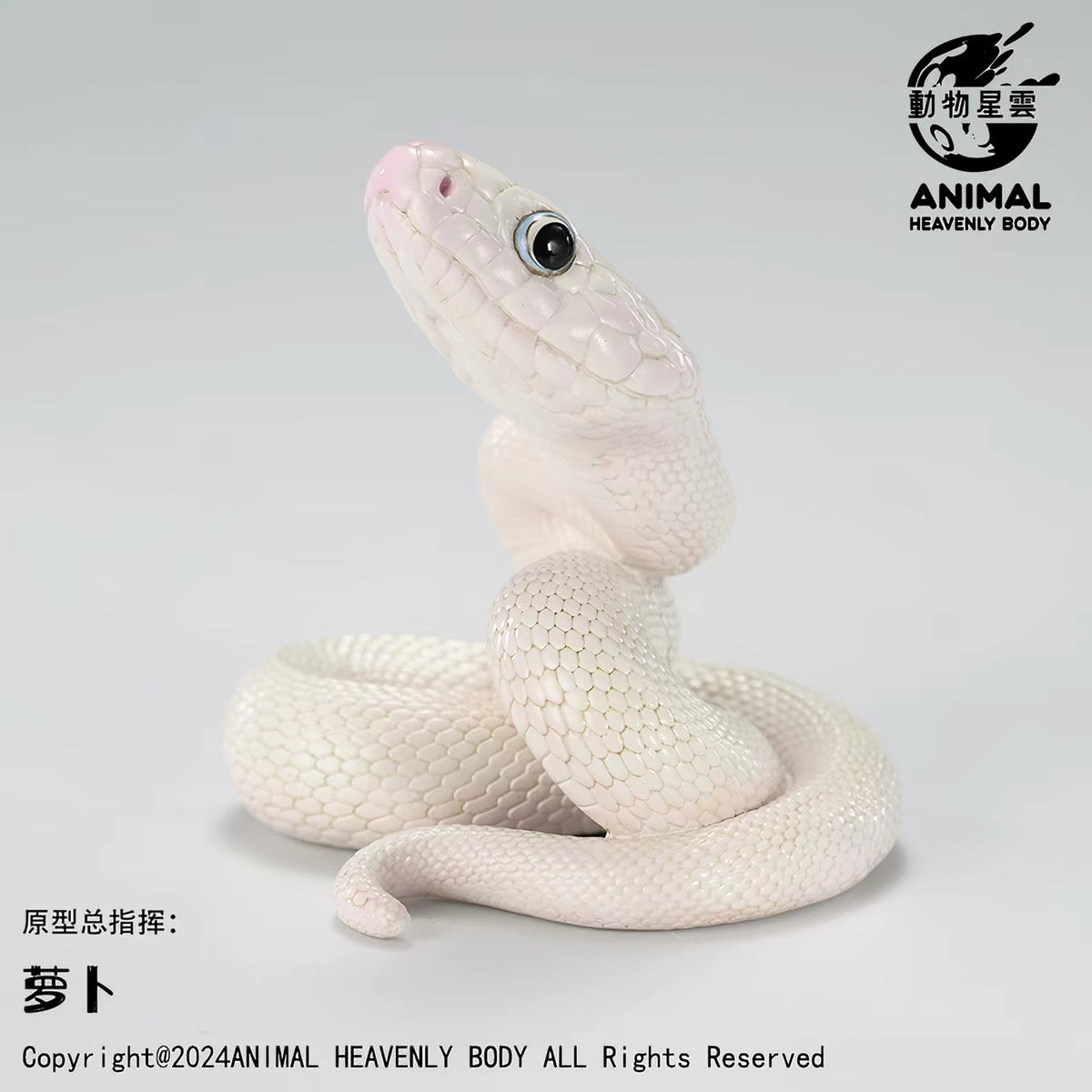 Texas Rat Snake ( Leucistic )| Elaphe Obsoleta