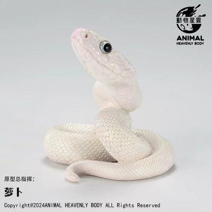 Texas Rat Snake ( Leucistic )| Elaphe Obsoleta
