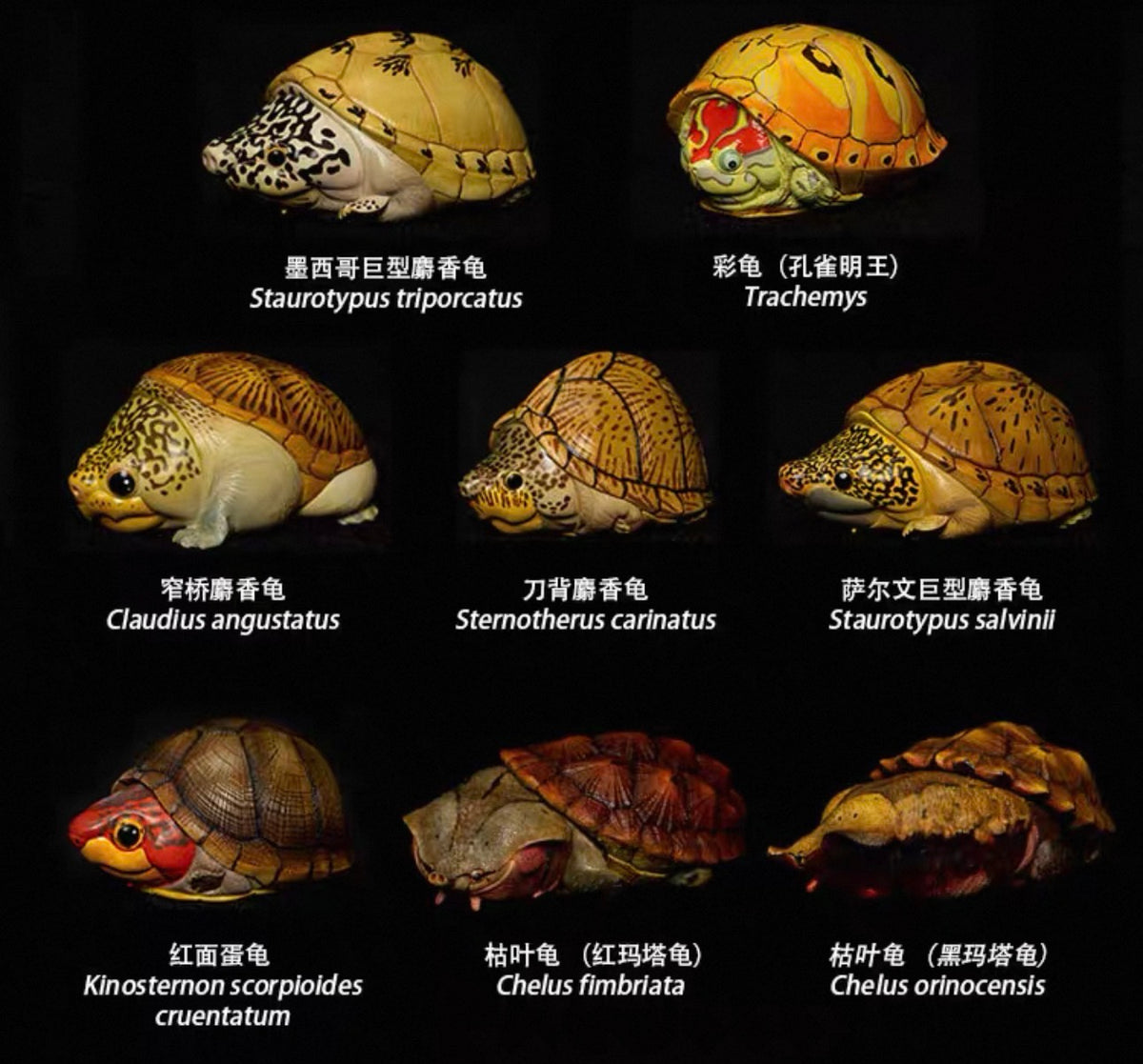 Red-cheeked Mud Turtle | Kinosternon Scorpioides