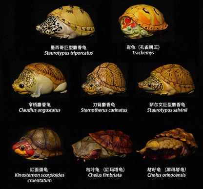 Red-cheeked Mud Turtle | Kinosternon Scorpioides