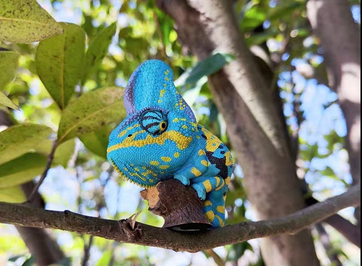 Veiled Chameleon (Blue) | Chamaeleo Calyptratus