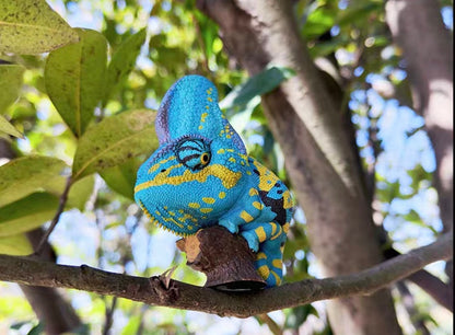 Veiled Chameleon (Blue) | Chamaeleo Calyptratus
