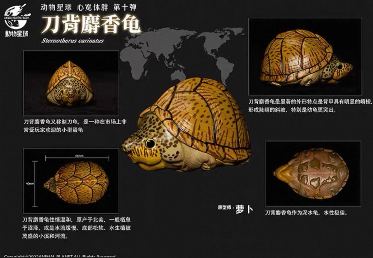 Razor-backed Musk Turtle | Kinosternon Carinatus