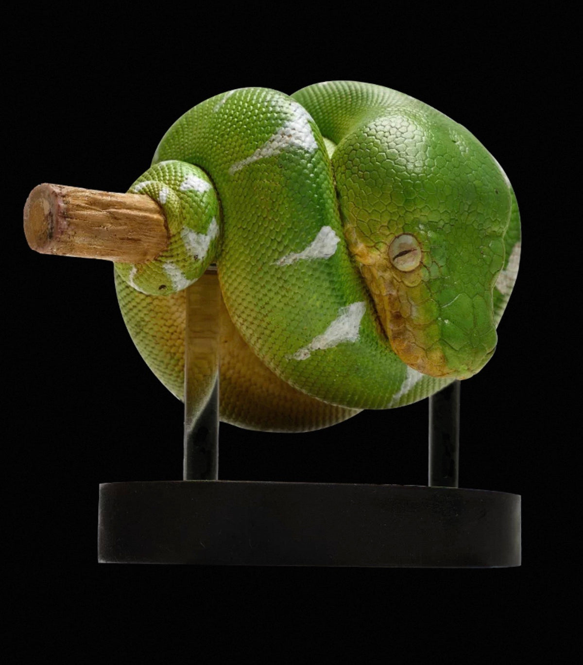 Emerald Tree Boa | Corallus Caninus
