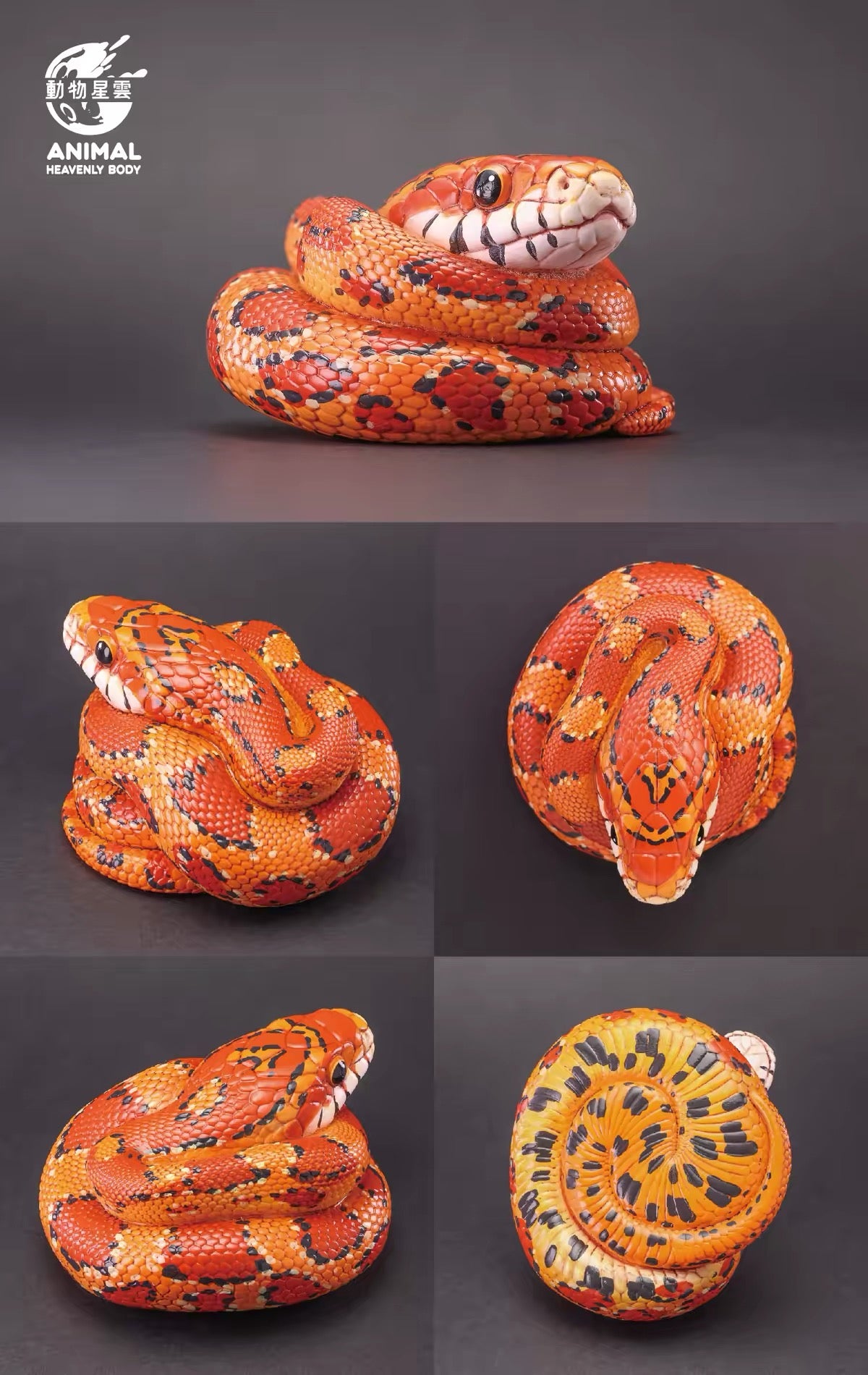 Corn Snake | Pantherophis Guttatus