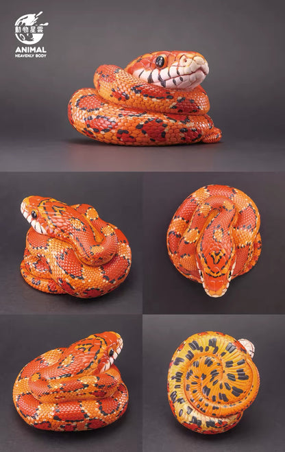 Corn Snake | Pantherophis Guttatus
