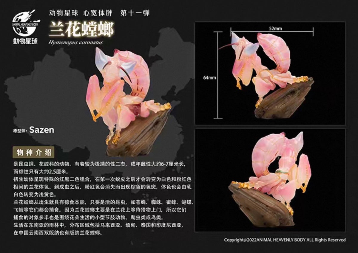 Orchid Mantis | Hymenopus Coronatus