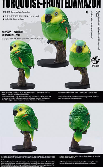 Blue-crowned Parakeet | Thectocercus Acuticaudatus