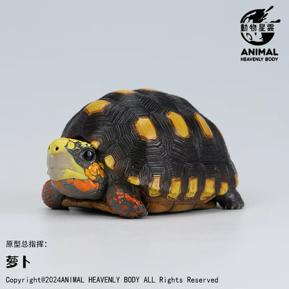 Red-footed Tortoise | Chelonoidis Carbonarius