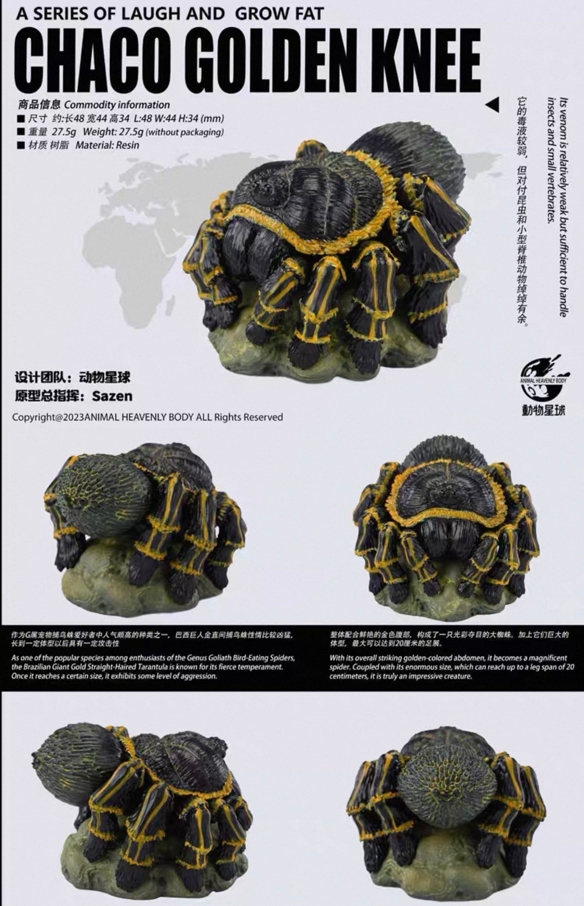 Chaco Golden Knee Tarantula | Grammostola Pulchripes