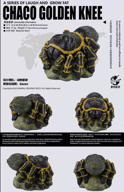 Chaco Golden Knee Tarantula | Grammostola Pulchripes
