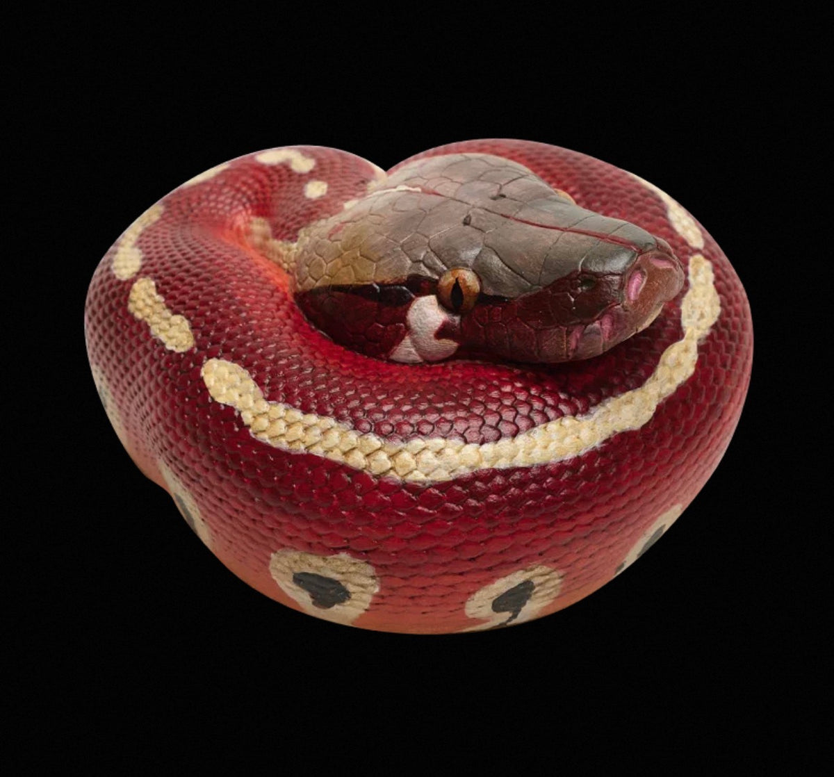 Red Blood Python | Python Brongersmai