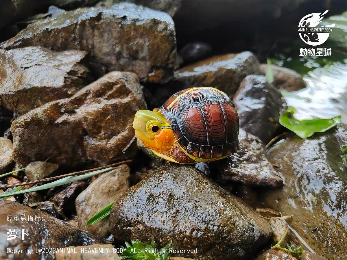 Chinese Box Turtle (Anhui) | Cuora Flavomarginata
