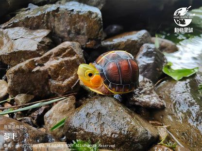 Chinese Box Turtle (Anhui) | Cuora Flavomarginata