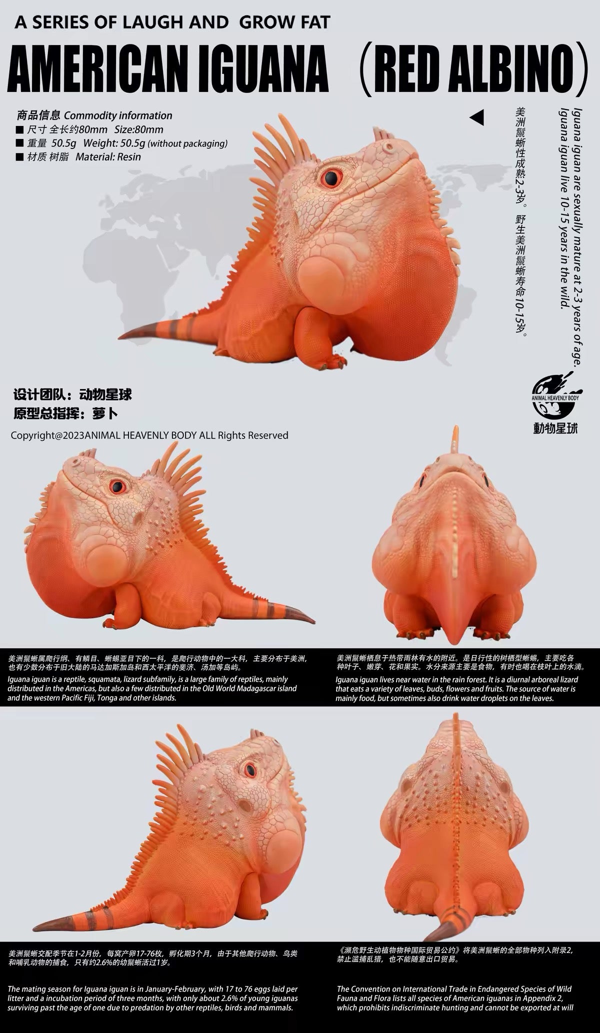 Green Iguana (Red Albino) | Iguana Iguana
