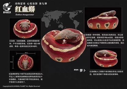Red Blood Python | Python Brongersmai