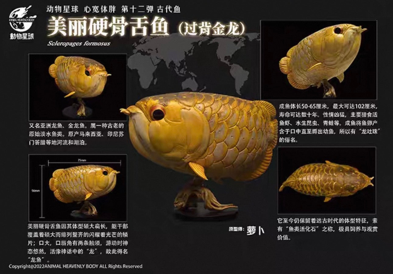 Asian Arowana | Scleropages Formosus