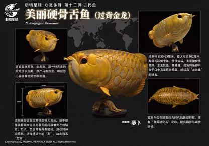 Asian Arowana | Scleropages Formosus