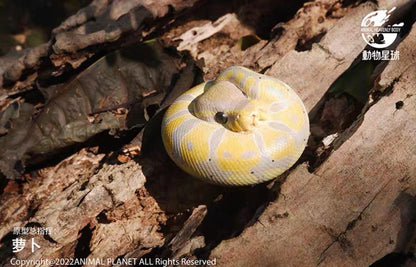 Ball Python (Banana) | Python Regius
