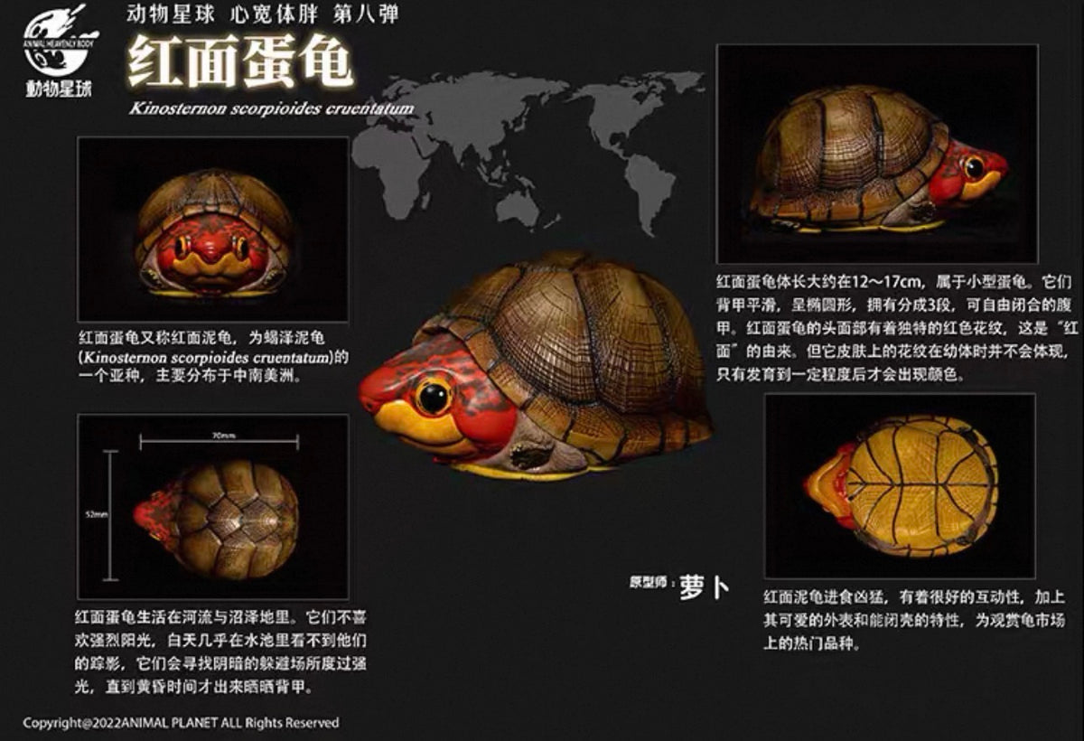 Red-cheeked Mud Turtle | Kinosternon Scorpioides