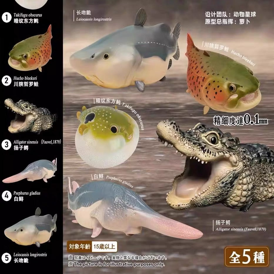 Chinese Alligator | Alligator Sinensis