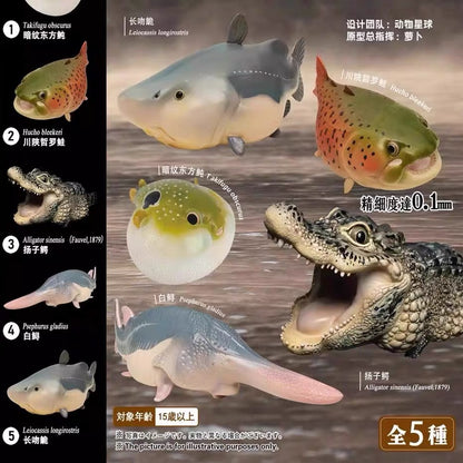 Chinese Alligator | Alligator Sinensis