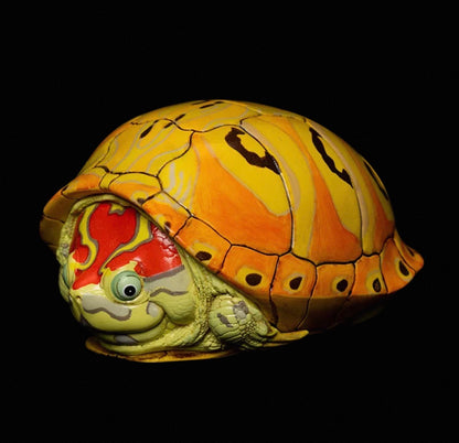 Trachemys Turtle | Trachemys Species