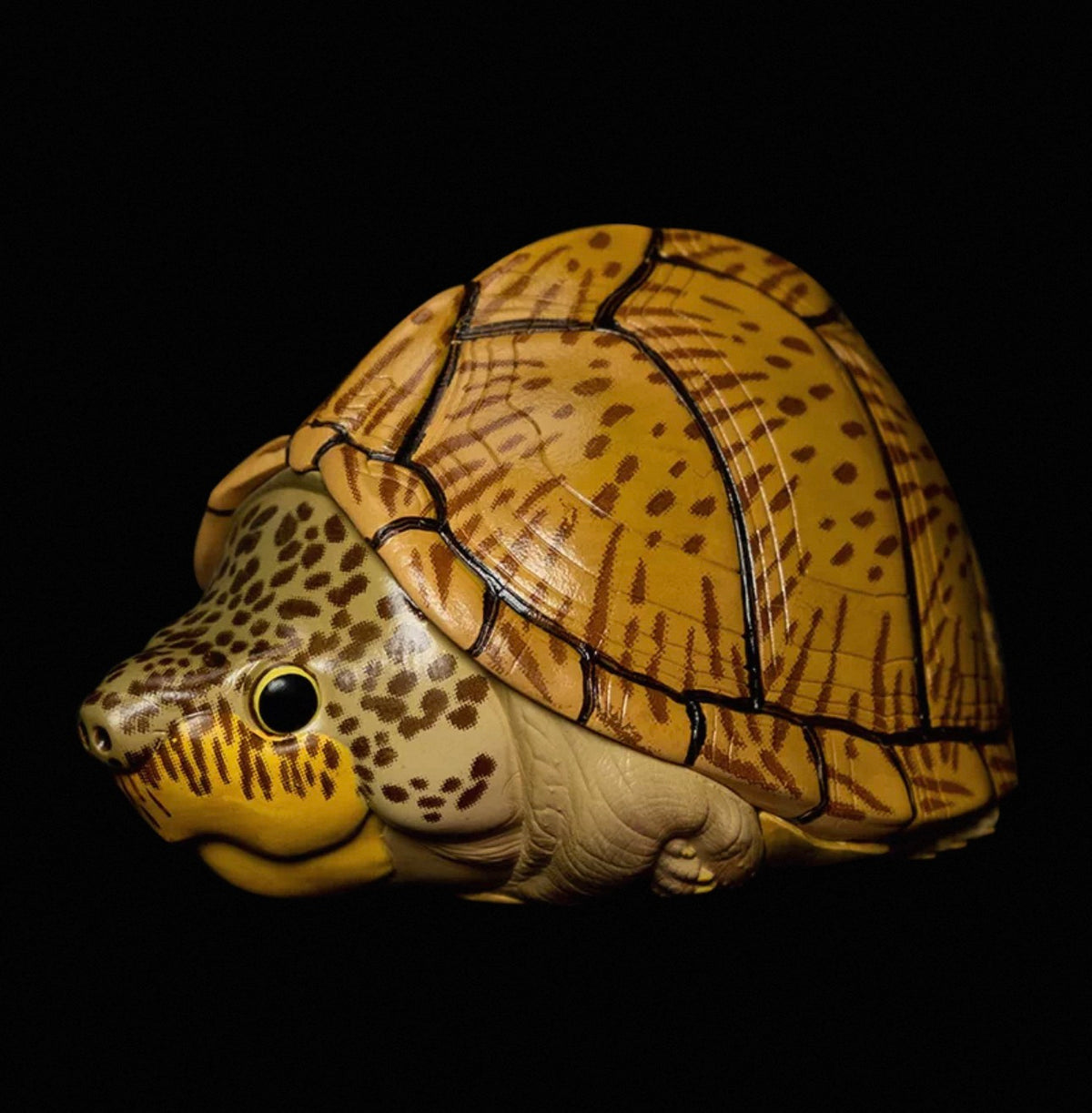 Razor-backed Musk Turtle | Kinosternon Carinatus