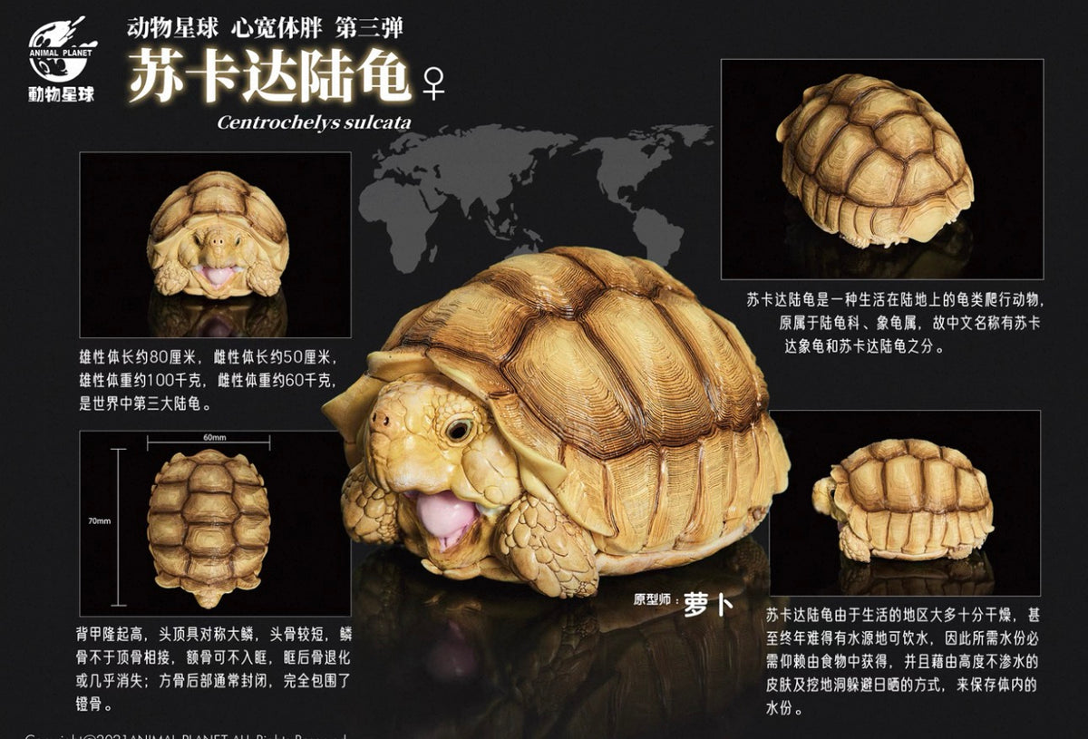 Sulcata Tortoise (Female) | Centrochelys Sulcata