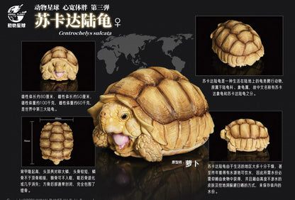 Sulcata Tortoise (Female) | Centrochelys Sulcata