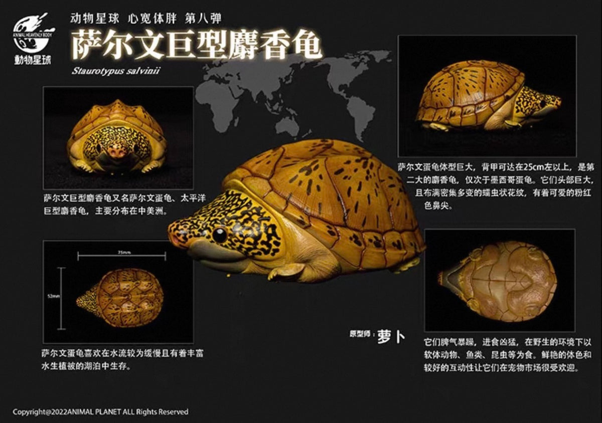 Salvin's Giant Musk Turtle | Staurotypus Salvinii