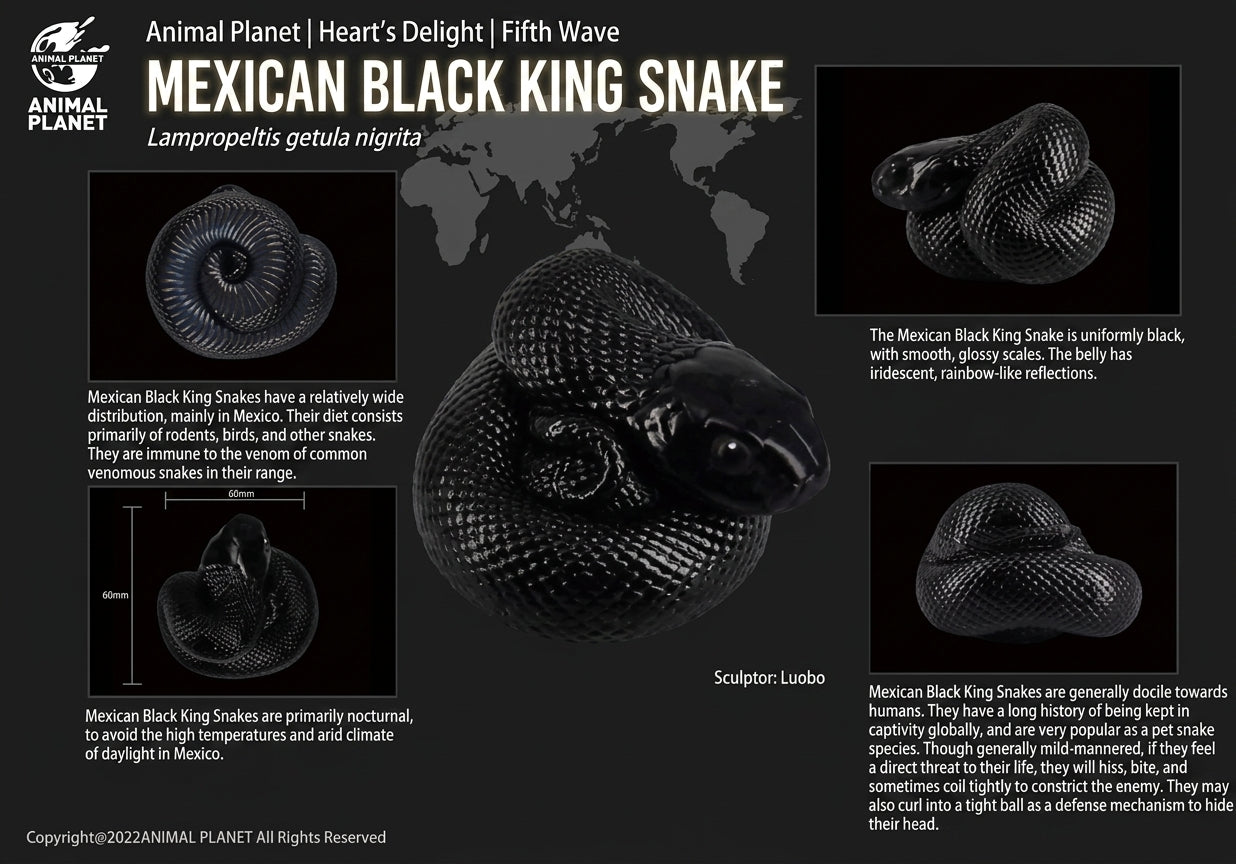 Lampropeltis getula nigrita | Mexican black kingsnake
