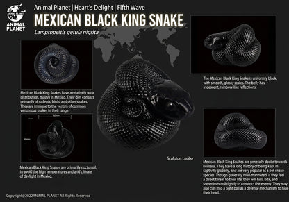 Lampropeltis getula nigrita | Mexican black kingsnake
