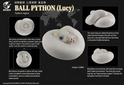 Python regius | Ball python