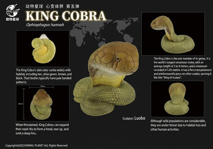 Ophiophagus hannah | King cobra