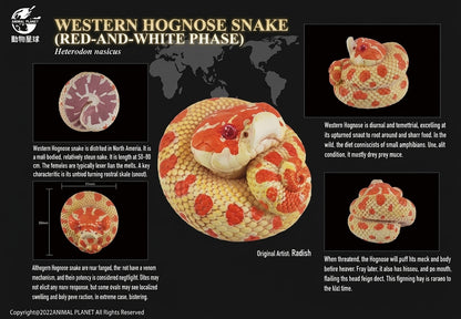 Eterodon nasicus / Western hognose snake
