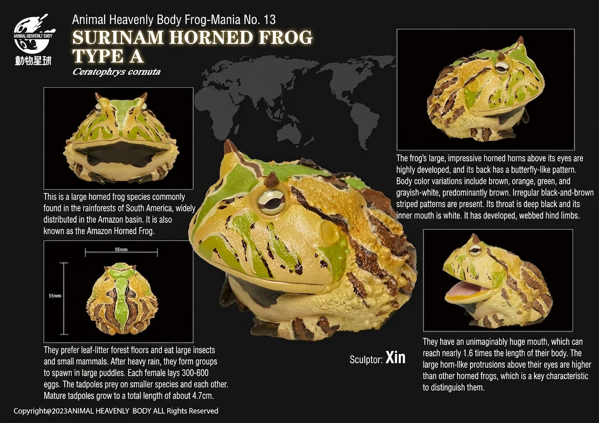 Ceratophrys Cornuta | Surinam horned frog