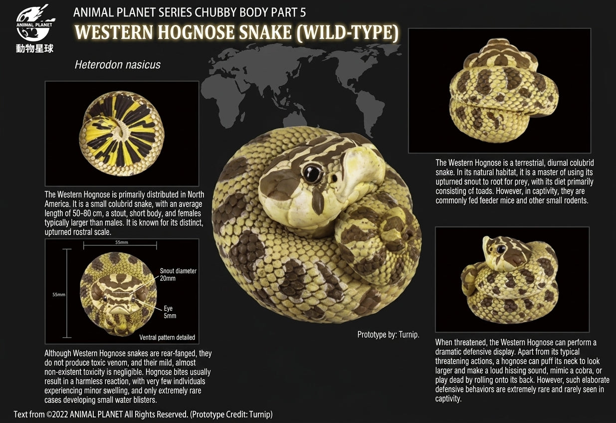 Eterodon nasicus / Western hognose snake