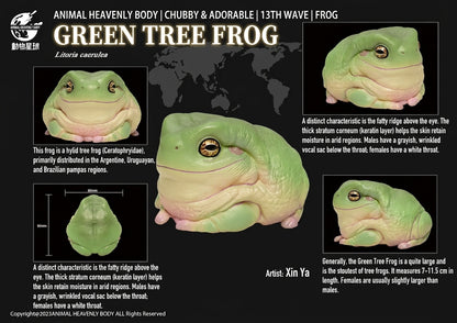 Litoria caerulea | Green tree frog
