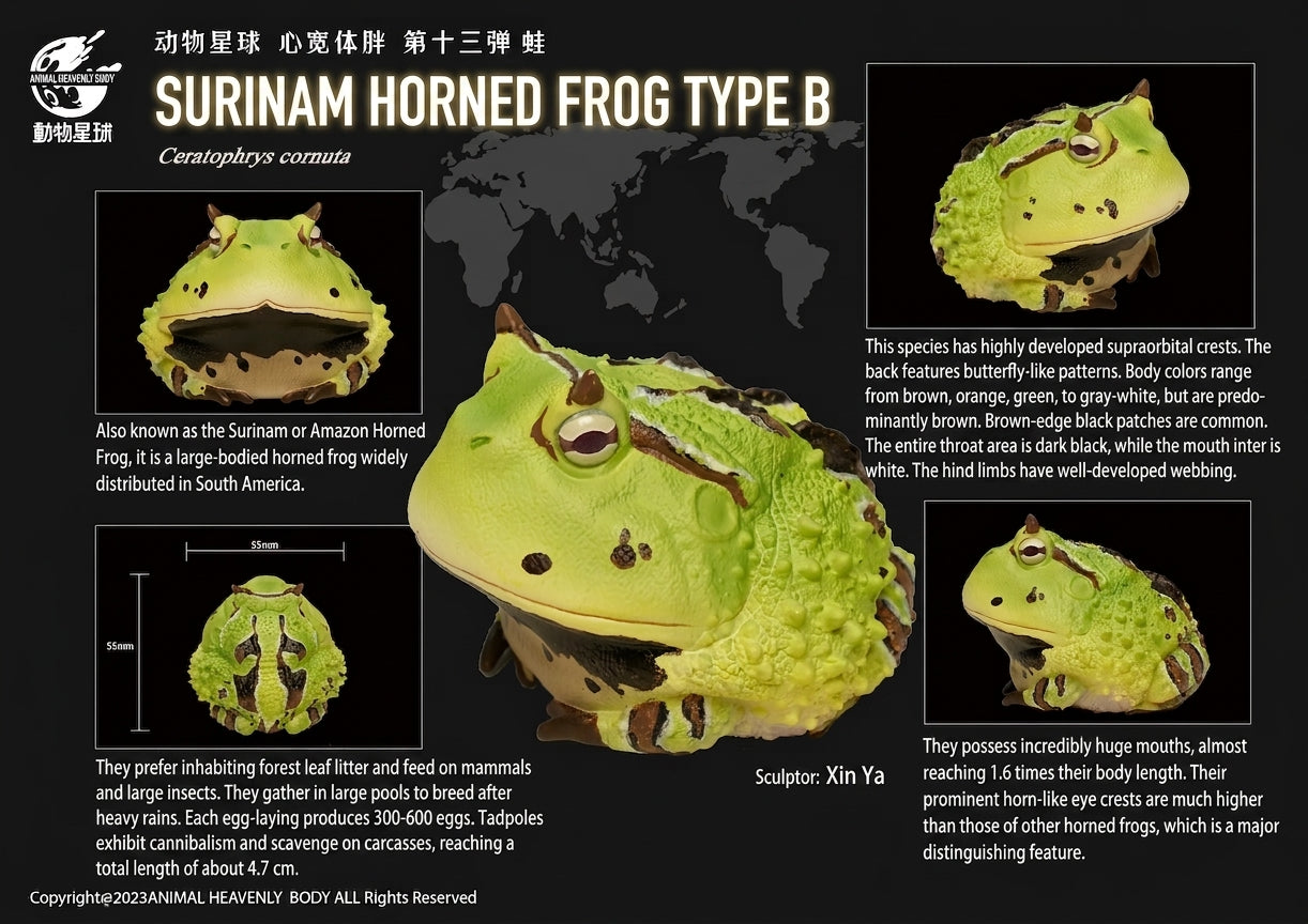 Ceratophrys Cornuta | Surinam horned frog