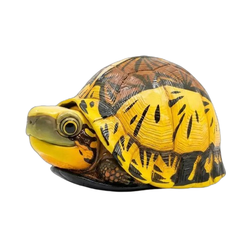 Cuora flavomarginata / Chinese box turtle