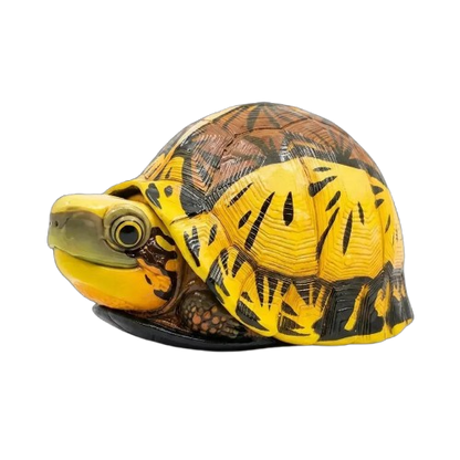 Cuora flavomarginata / Chinese box turtle