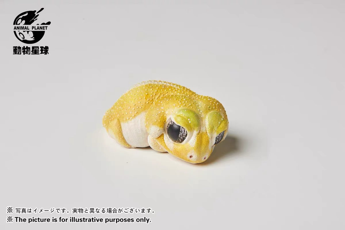 Pilbara Smooth Knob-tailed Gecko (Yellow) | Nephrurus Levis Pilbarensis
