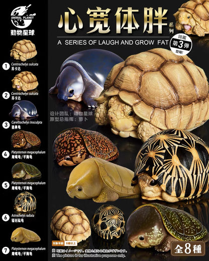 Sulcata Tortoise (Female) | Centrochelys Sulcata