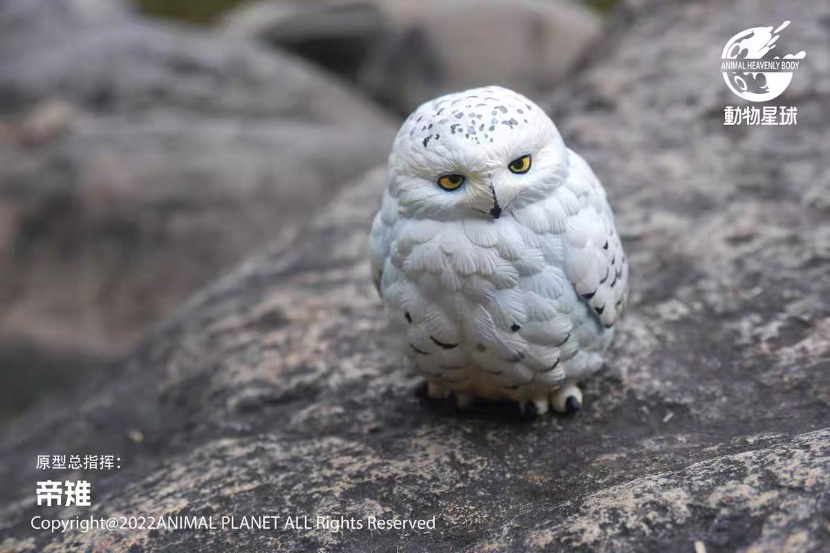 Snowy Owl | Bubo Scandiacus