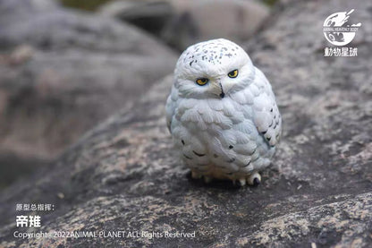 Snowy Owl | Bubo Scandiacus